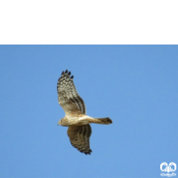 گونه سنقر خاکستری Hen Harrier